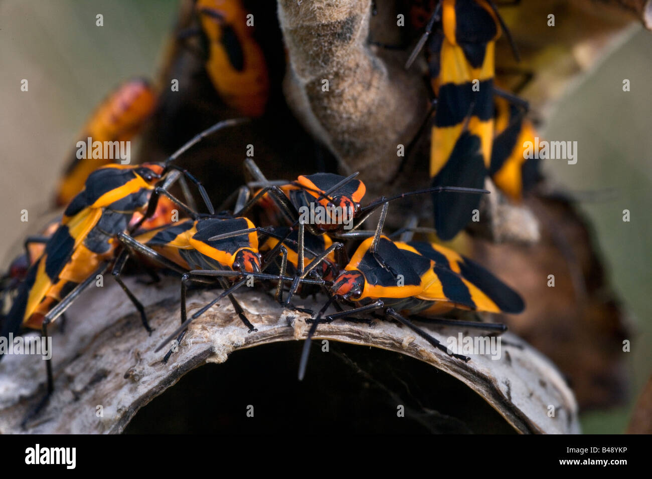 Bugs asclépiade Oncopeltus fasciatus Banque D'Images