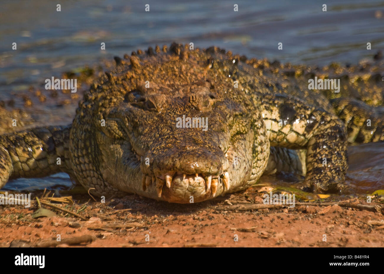 L'eau salée de l'estuaire australien crocodile Crocodylus porosus Banque D'Images