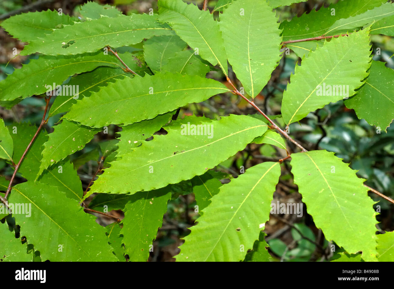 Le Châtaignier de feuilles d'arbres Photo Stock Alamy