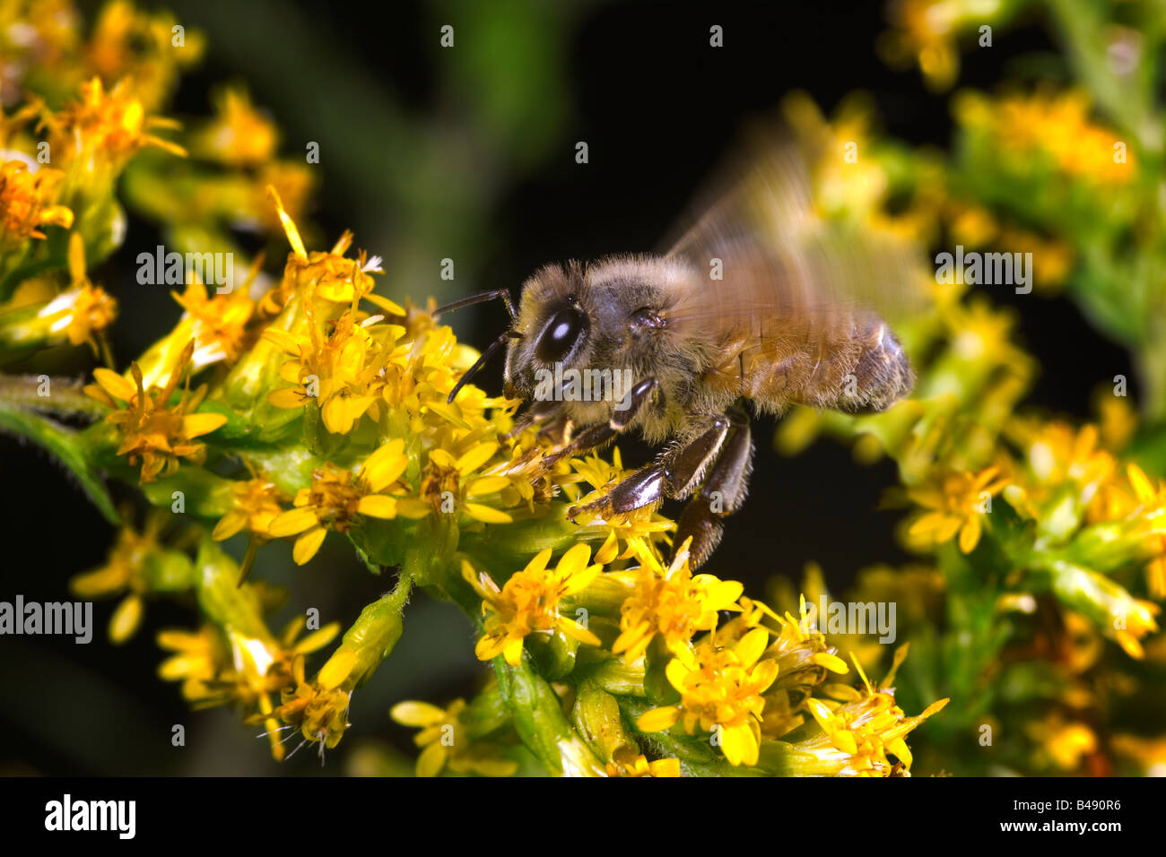 Sur l'abeille Apis mellifera Golden Rod Banque D'Images