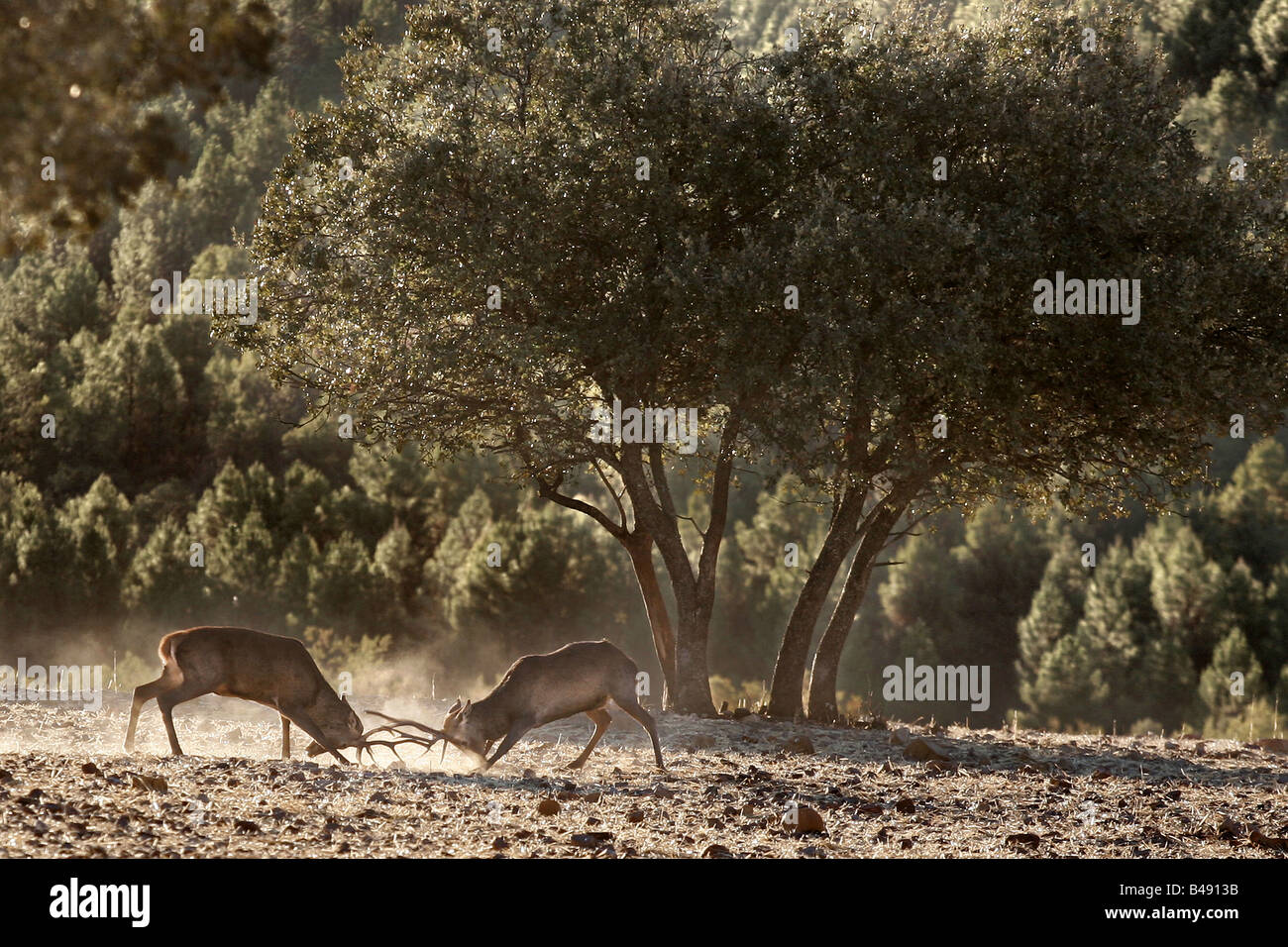 Cervus elaphus cerf rouge deux combats dans le Parc National de Cabañeros Ciudad Real La Mancha Espagne Banque D'Images