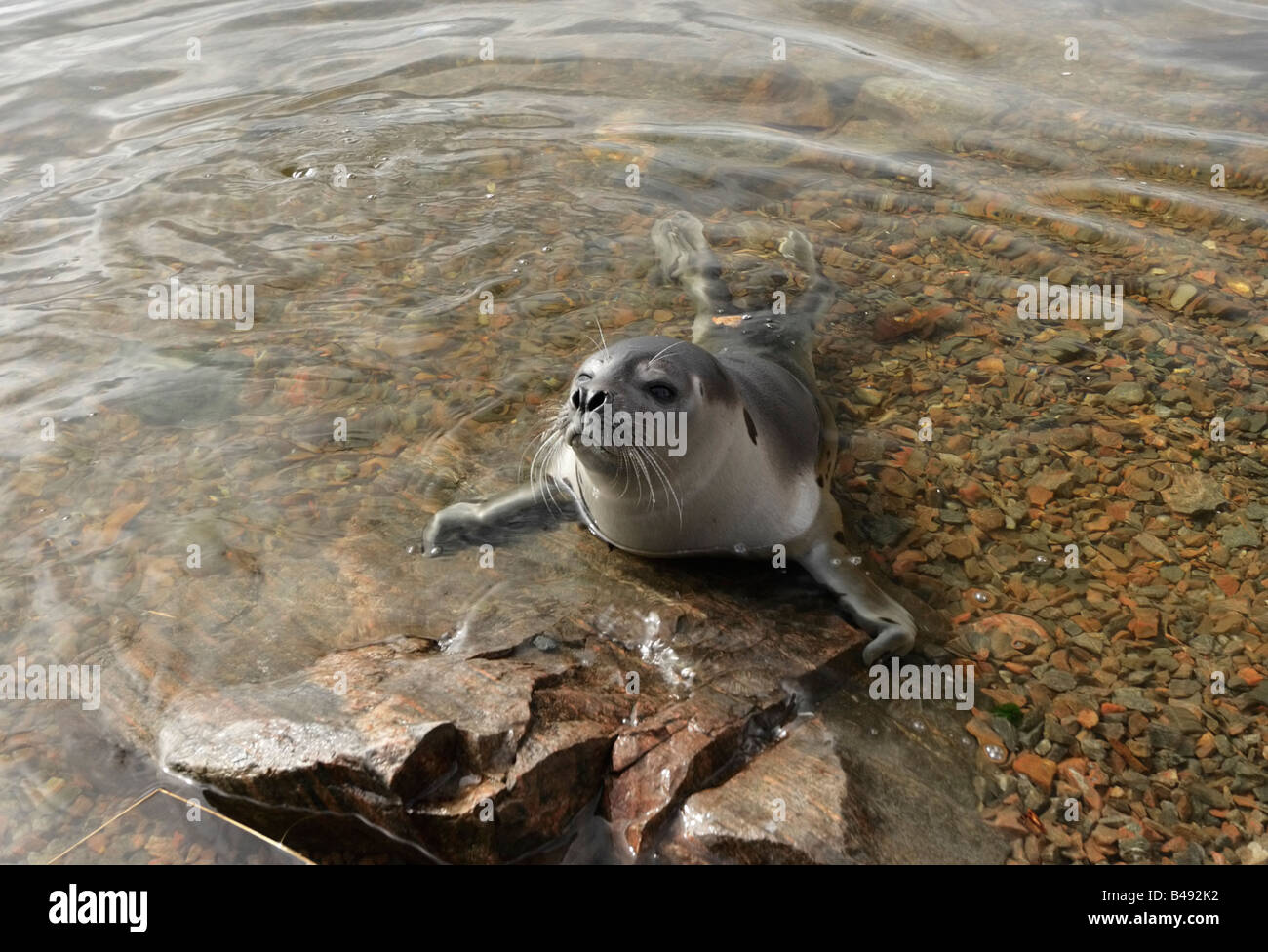 Le Groenland, le phoque du Groenland (Histriophoca groenlandica) dans la baie de Kandalaksha la Mer Blanche, la Russie du Nord. Banque D'Images