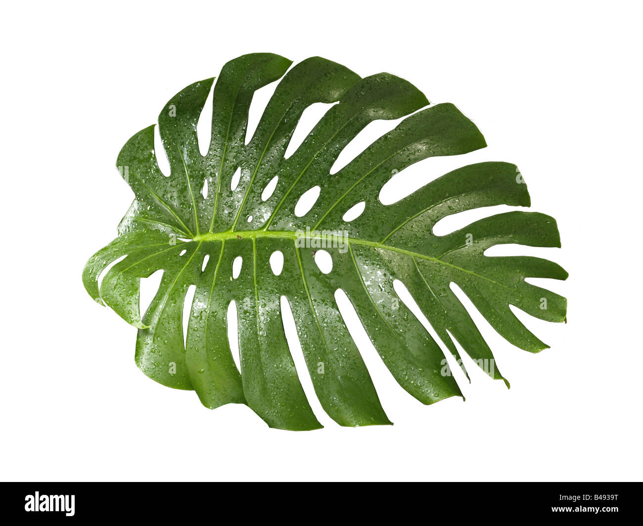 Philodendron Monstera pertusum, feuilles Banque D'Images