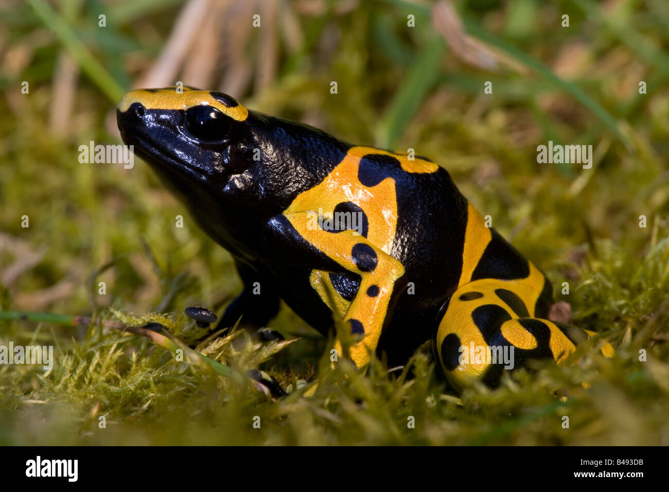 Jaune et Noir Poison Arrow Frog (Dendrobates leucomelas) - Originaire de l'Amérique du Sud Banque D'Images