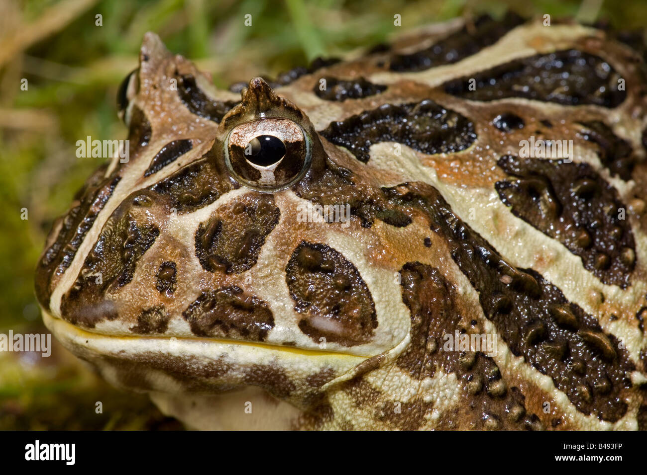 Cranwell's Horned Frog (Ceratophrys cranwelli) - Originaire de l'Amérique du Sud Banque D'Images