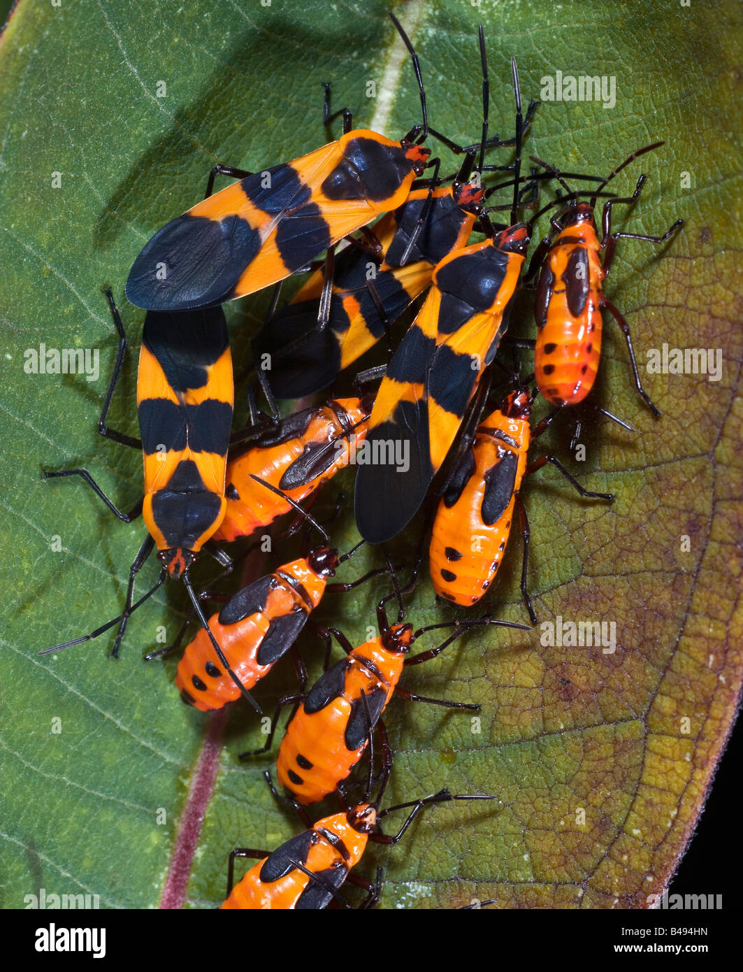 L'asclépiade immature mature Bugs Oncopeltus fasciatus Banque D'Images