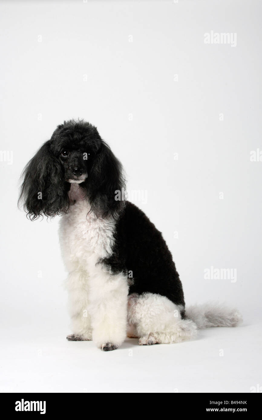 Harlequin caniche miniature Banque D'Images