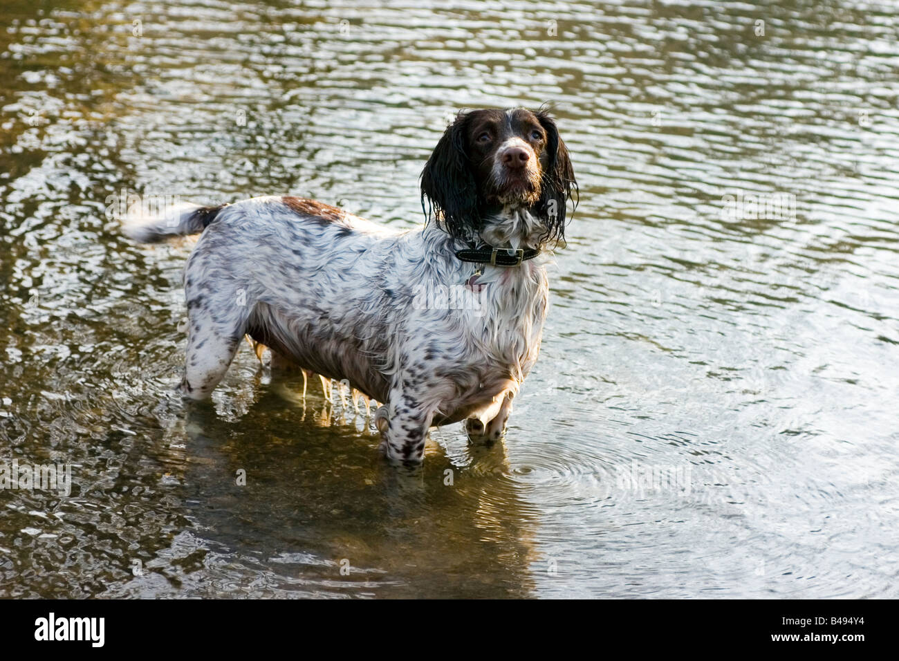 Springer Spaniel dans une rivière Banque D'Images