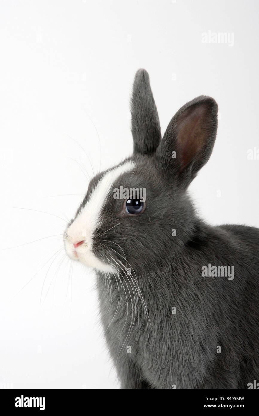 Lapin nain blanc bleu avec 15 semaines lapin domestique Banque D'Images