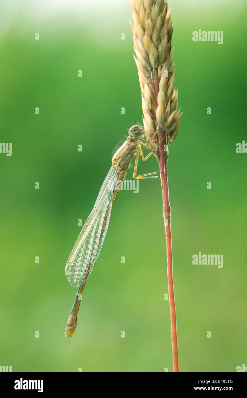Seule femme à queue bleu rare libellule Ischnura pumilio réglés sur une tige d'herbe avec des ailes remplié retour Banque D'Images
