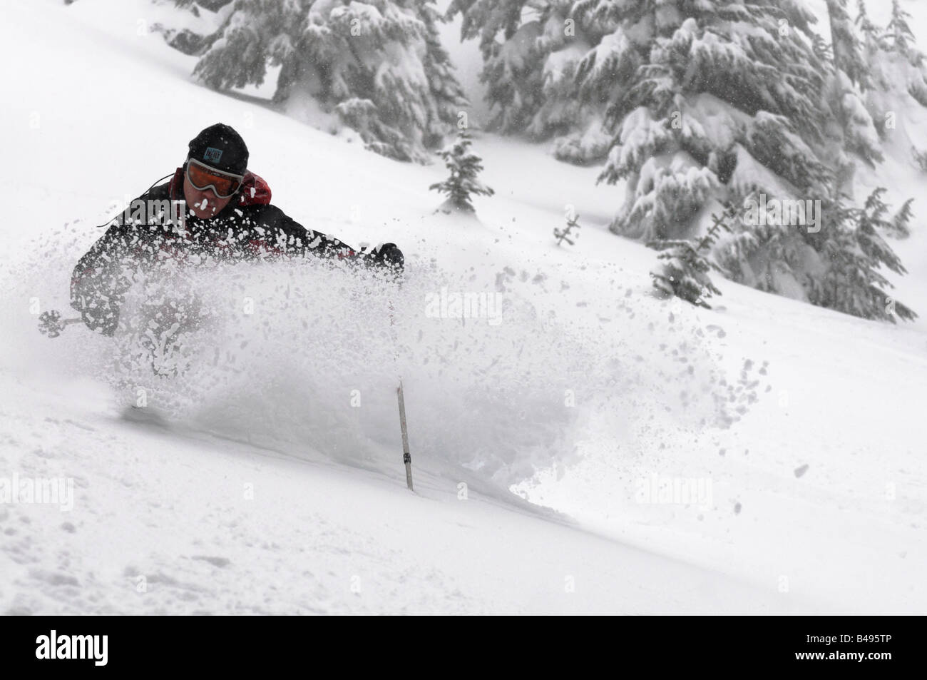 Un skieur dans une poudre avec une grande gerbe de neige avec des arbres en arrière-plan Banque D'Images