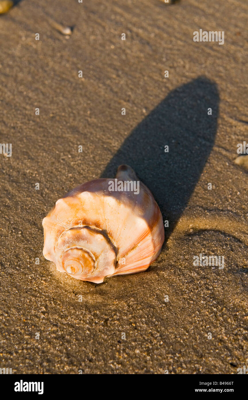 Sea Shell conques spirale Cape May NJ Banque D'Images