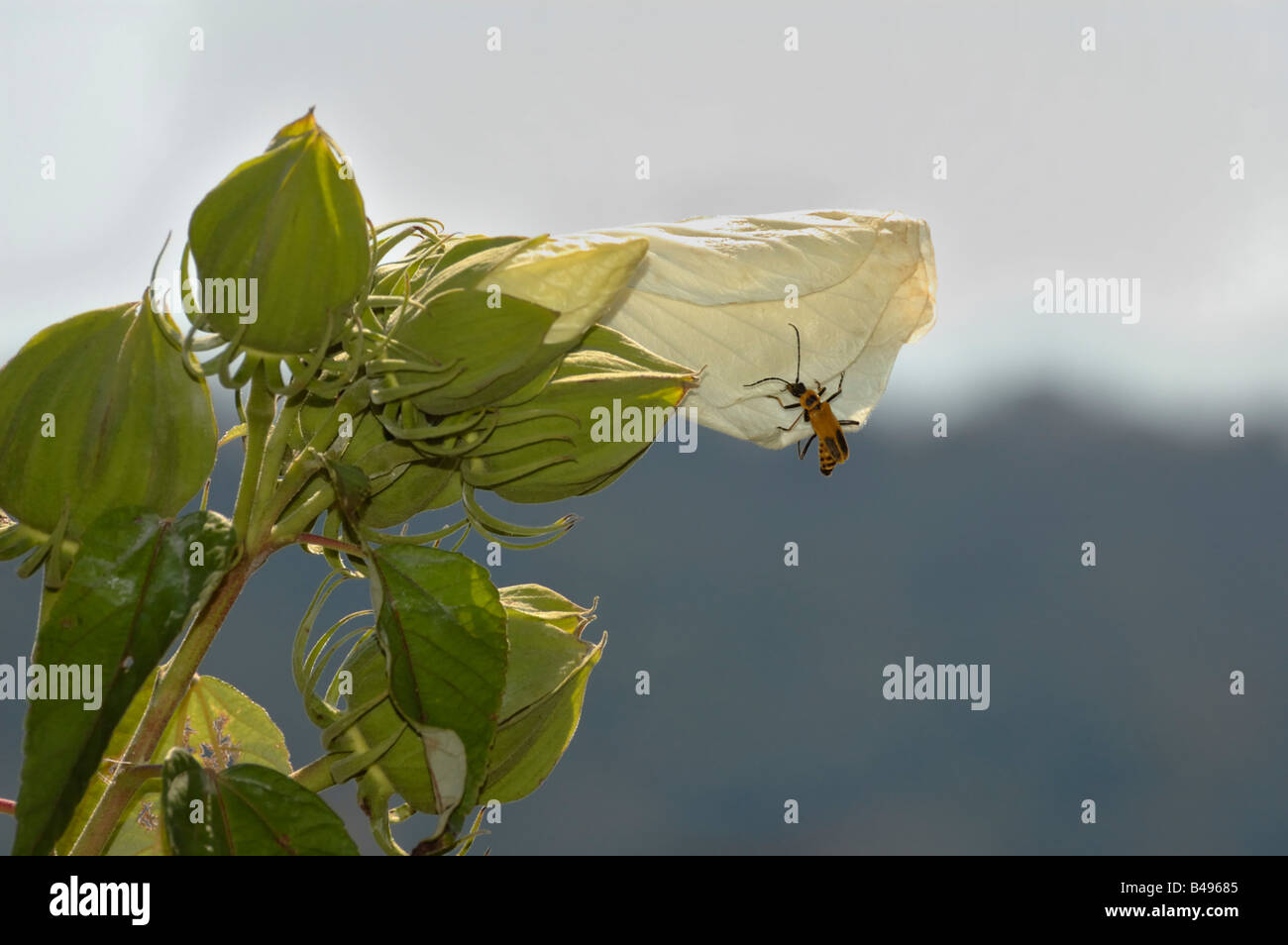 Swamp mauve rose Banque D'Images