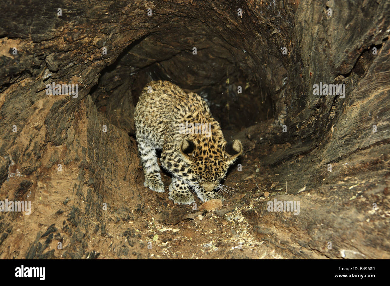 Leopard cub à l'intérieur d'un grand tronc de l'arbre dans la réserve de tigres de Ranthambhore Banque D'Images