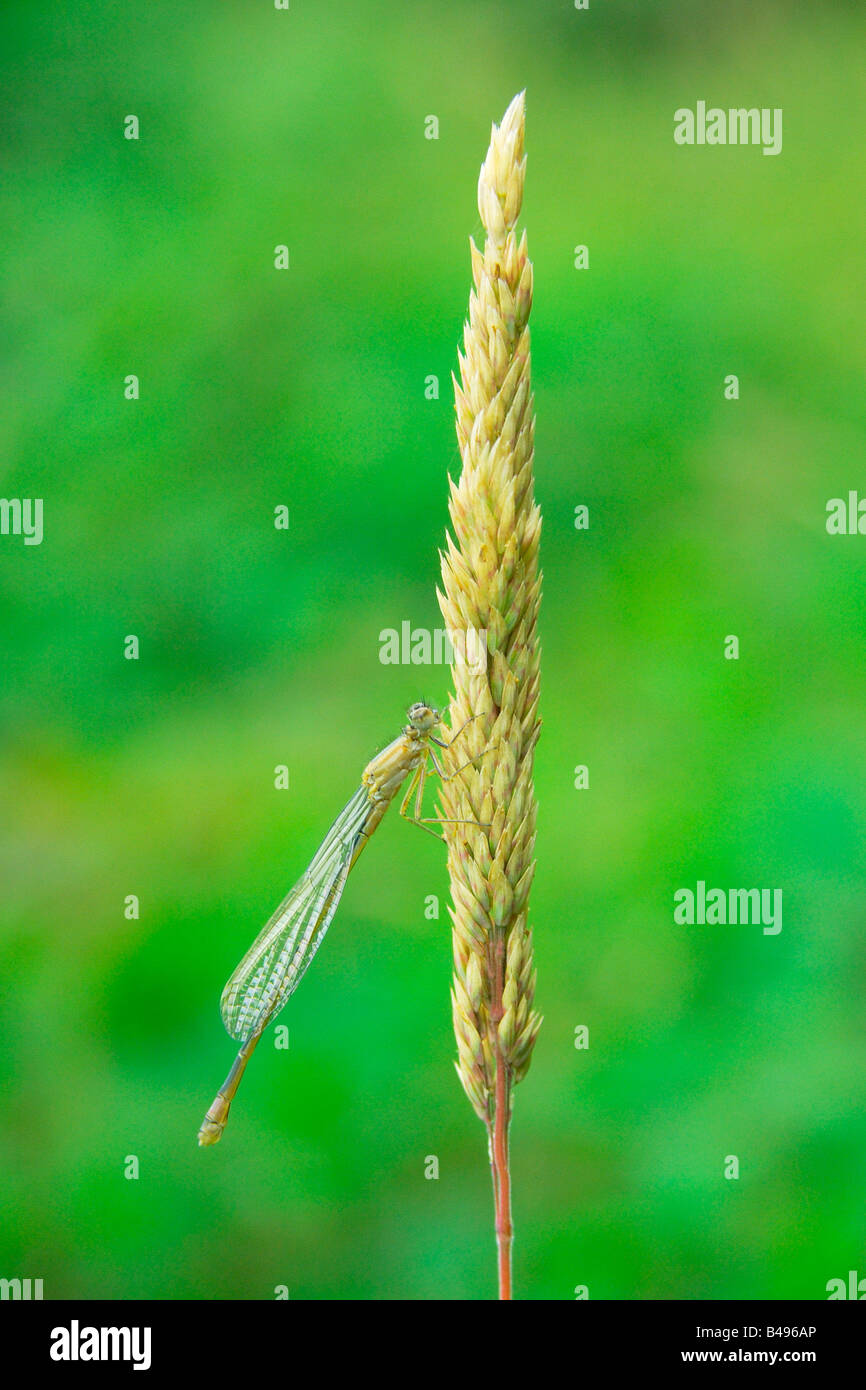 Seule femme à queue bleu rare libellule Ischnura pumilio réglés sur une tige d'herbe avec des ailes remplié retour Banque D'Images