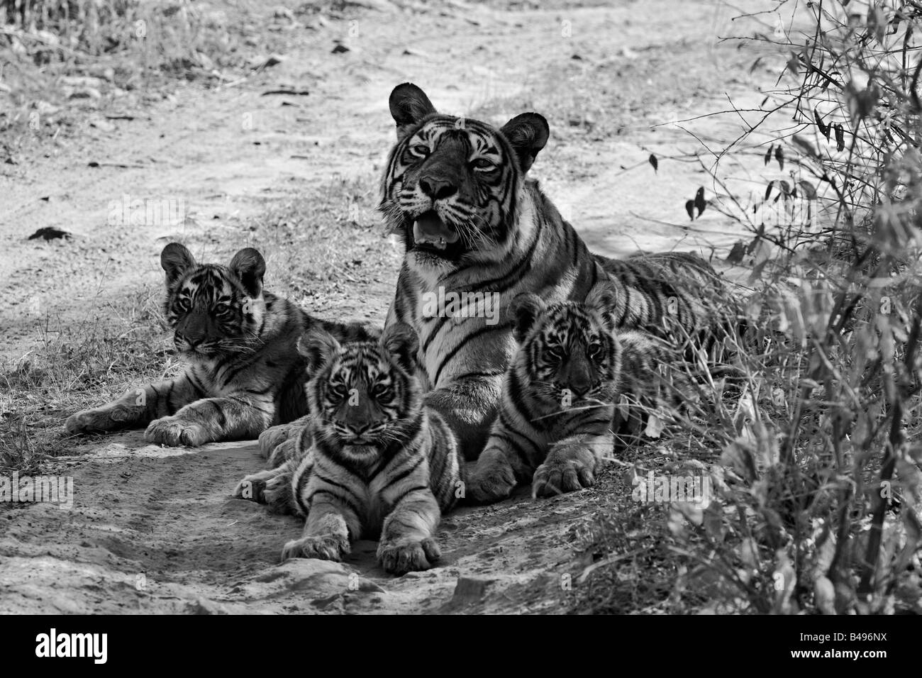 Tigresse sauvage avec trois jeunes oursons dans le parc national de Ranthambore en noir et blanc Banque D'Images