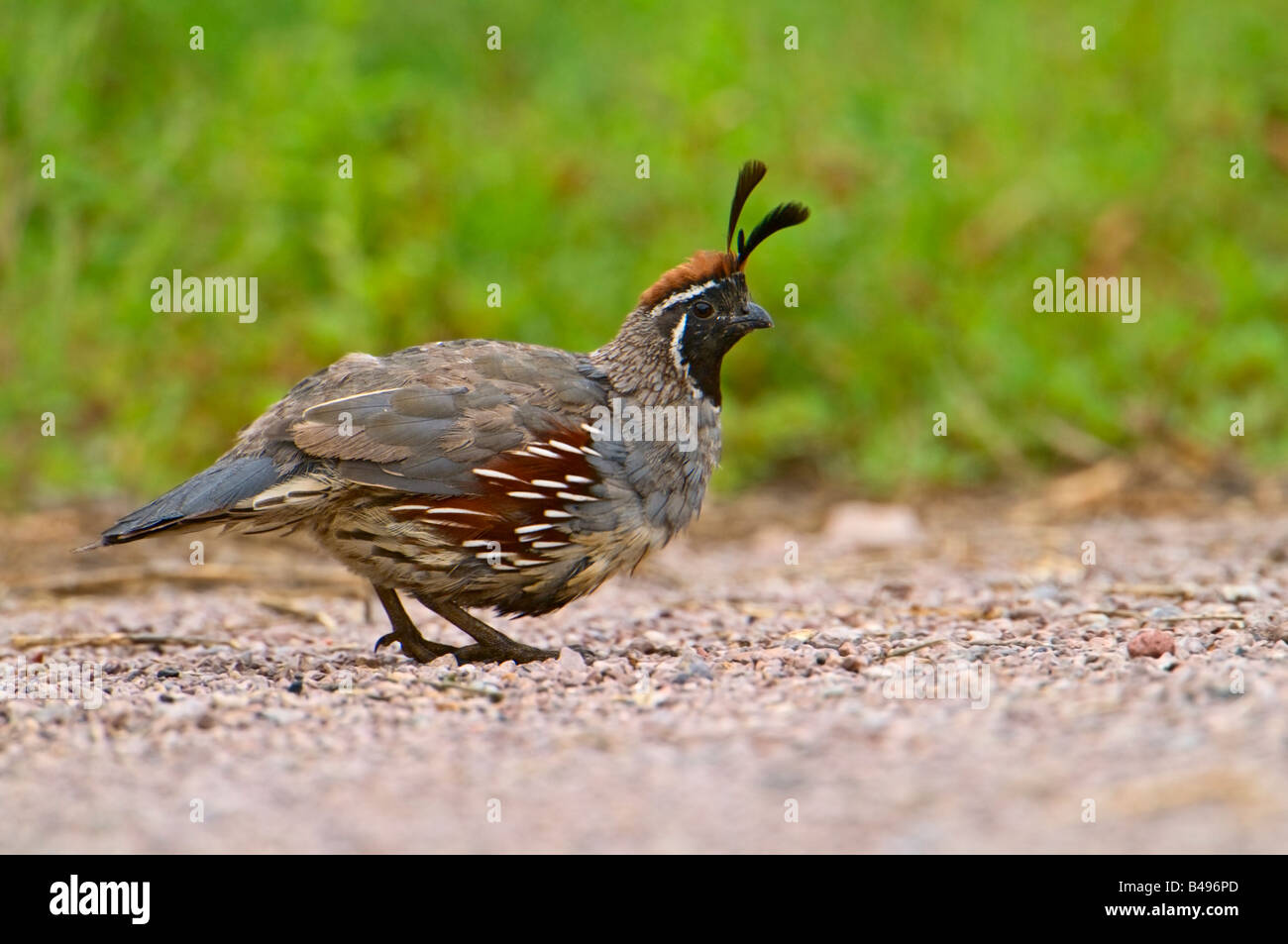Photo d'une image prise de caille s Gambel Bosque del Apache dans la Réserve de faune nationale Nouveau Mexique Banque D'Images