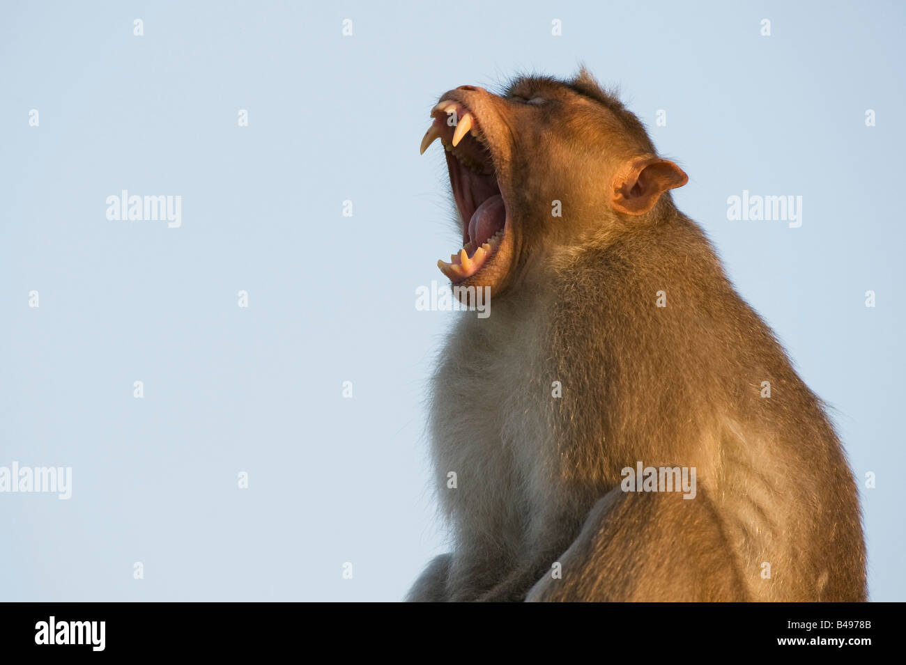 Macaca radiata. Homme singe macaque bonnet le bâillement montrant ses dents. L'Andhra Pradesh, Inde Banque D'Images