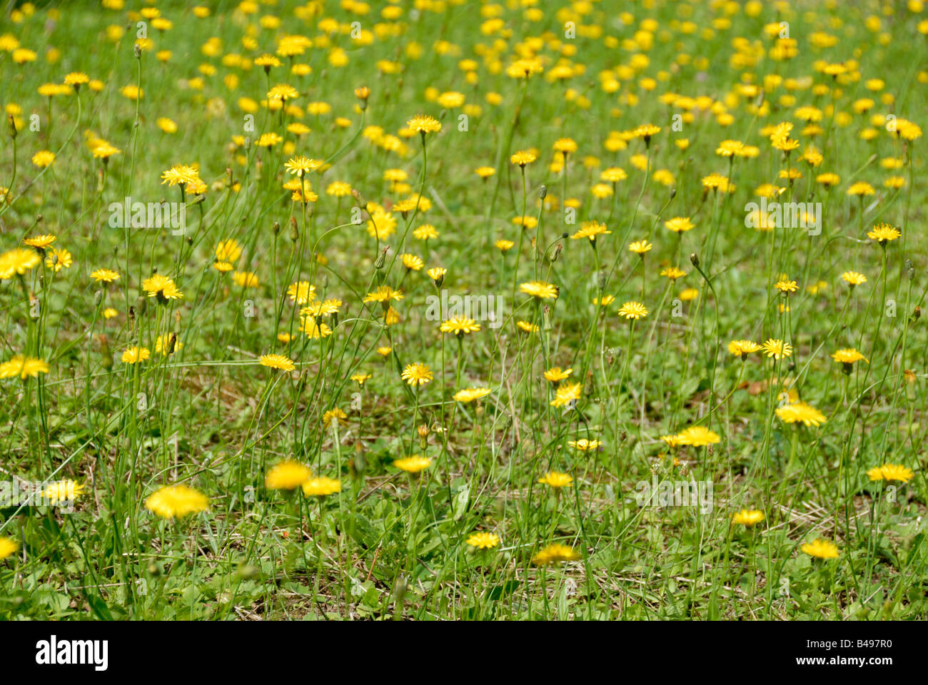 Stock photo d'un champ de l'épervière fleurs jaune Banque D'Images