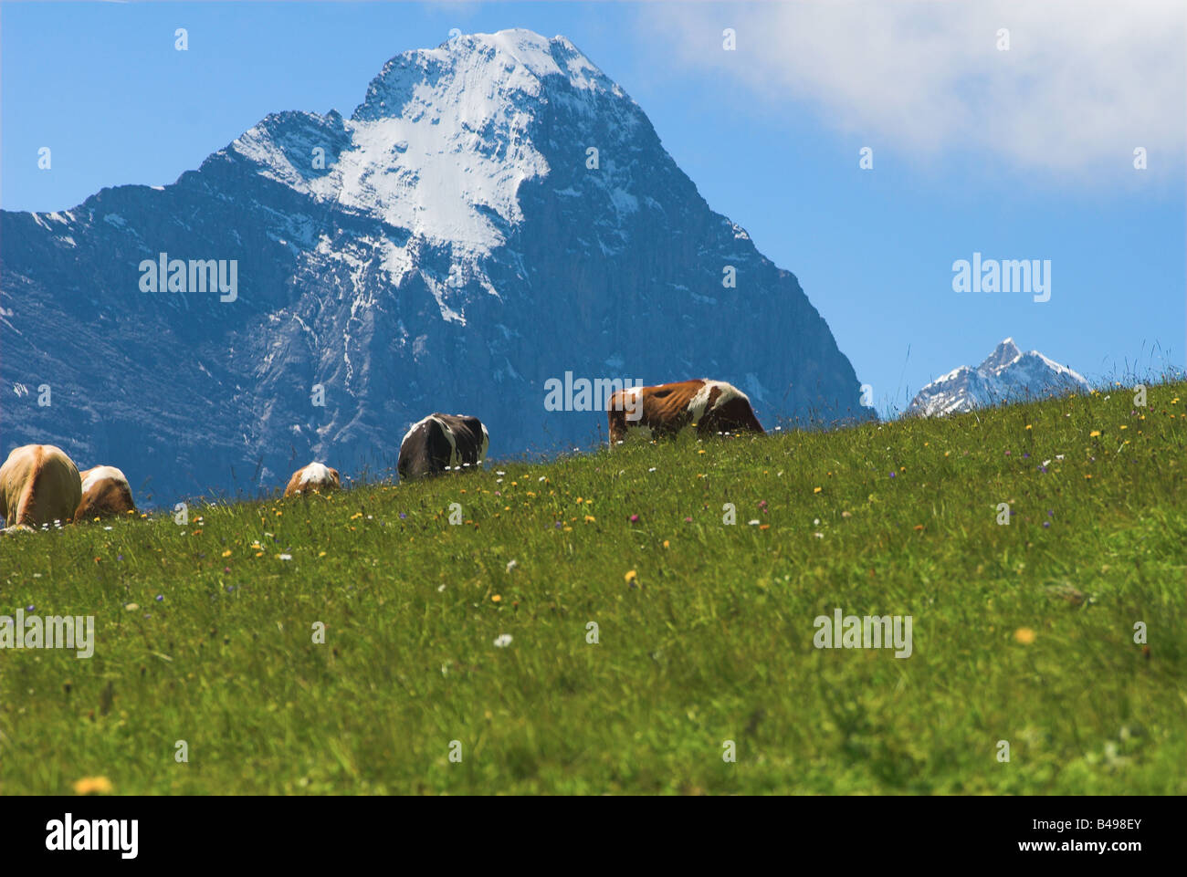 Prairie alpine, vaches et Eiger Banque D'Images