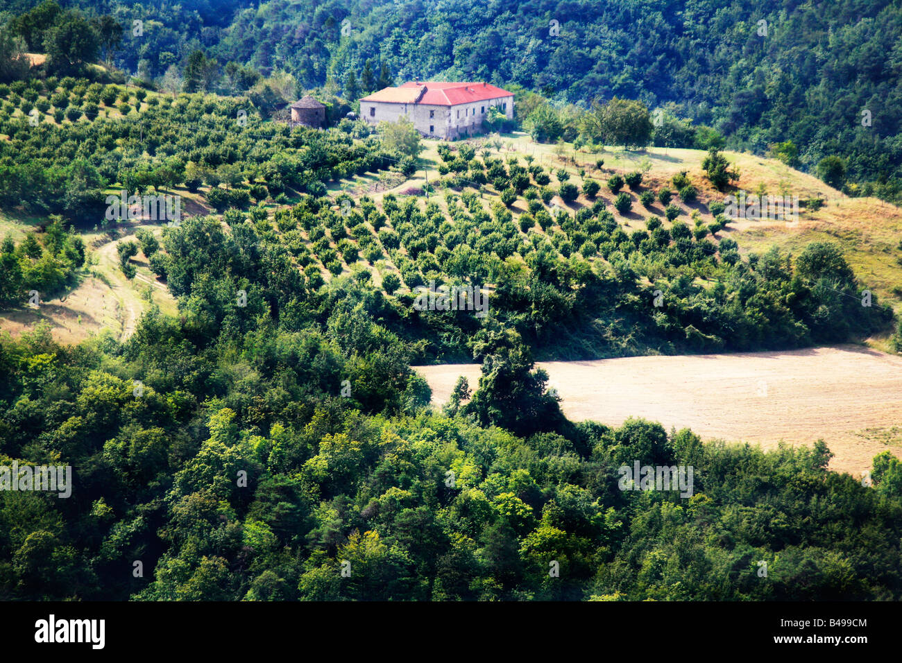 Hazlenut ferme dans les vallées des Langhe Piemonte Italie Banque D'Images