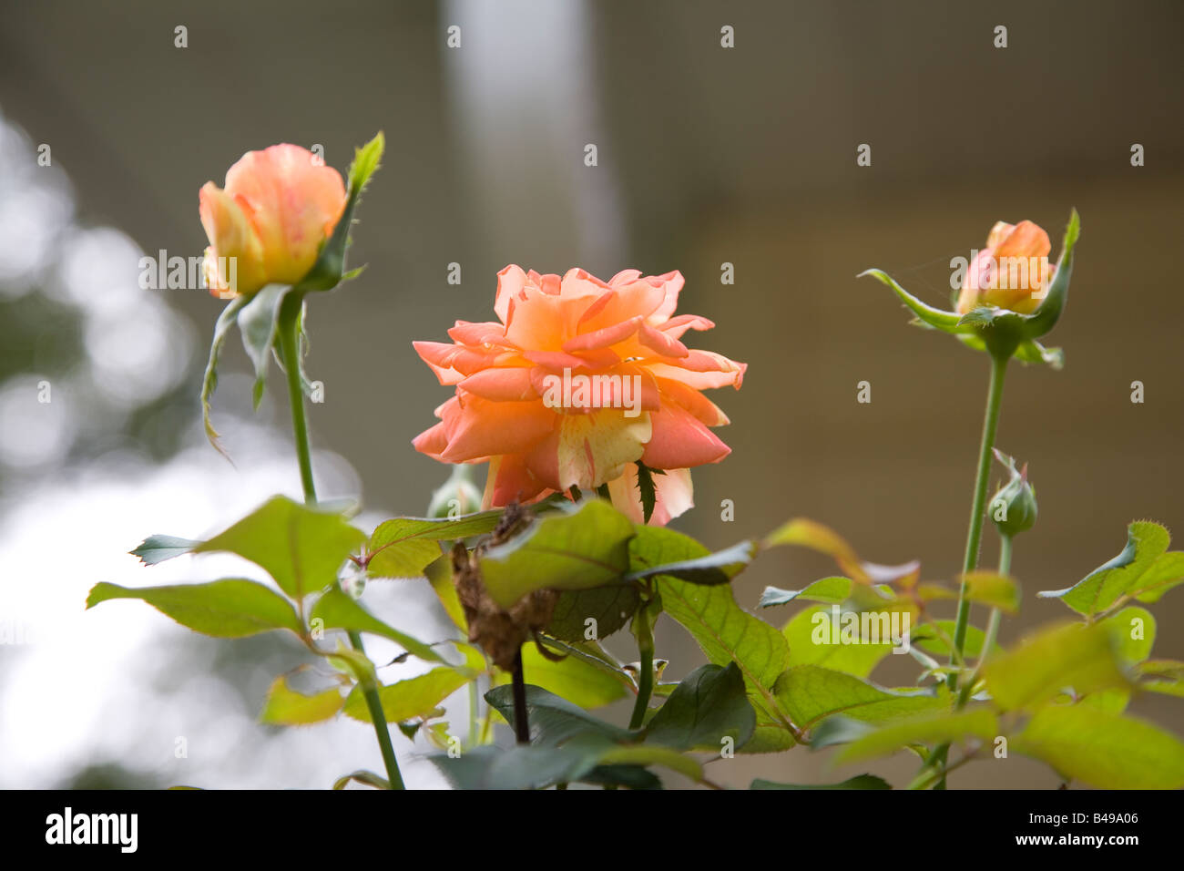 Rose et bourgeons Banque D'Images