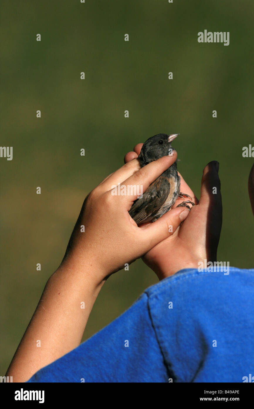 Un enfant examine un oiseau lors d'une démonstration de compensation d'un oiseau à lassen volcanic national park en Californie du nord Banque D'Images