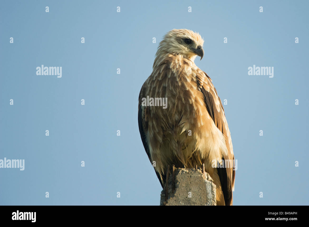 Haliastur indus. Juvenile Brahminy Kite assis sur un poteau dans le matin soleil indien. L'Andhra Pradesh, Inde Banque D'Images