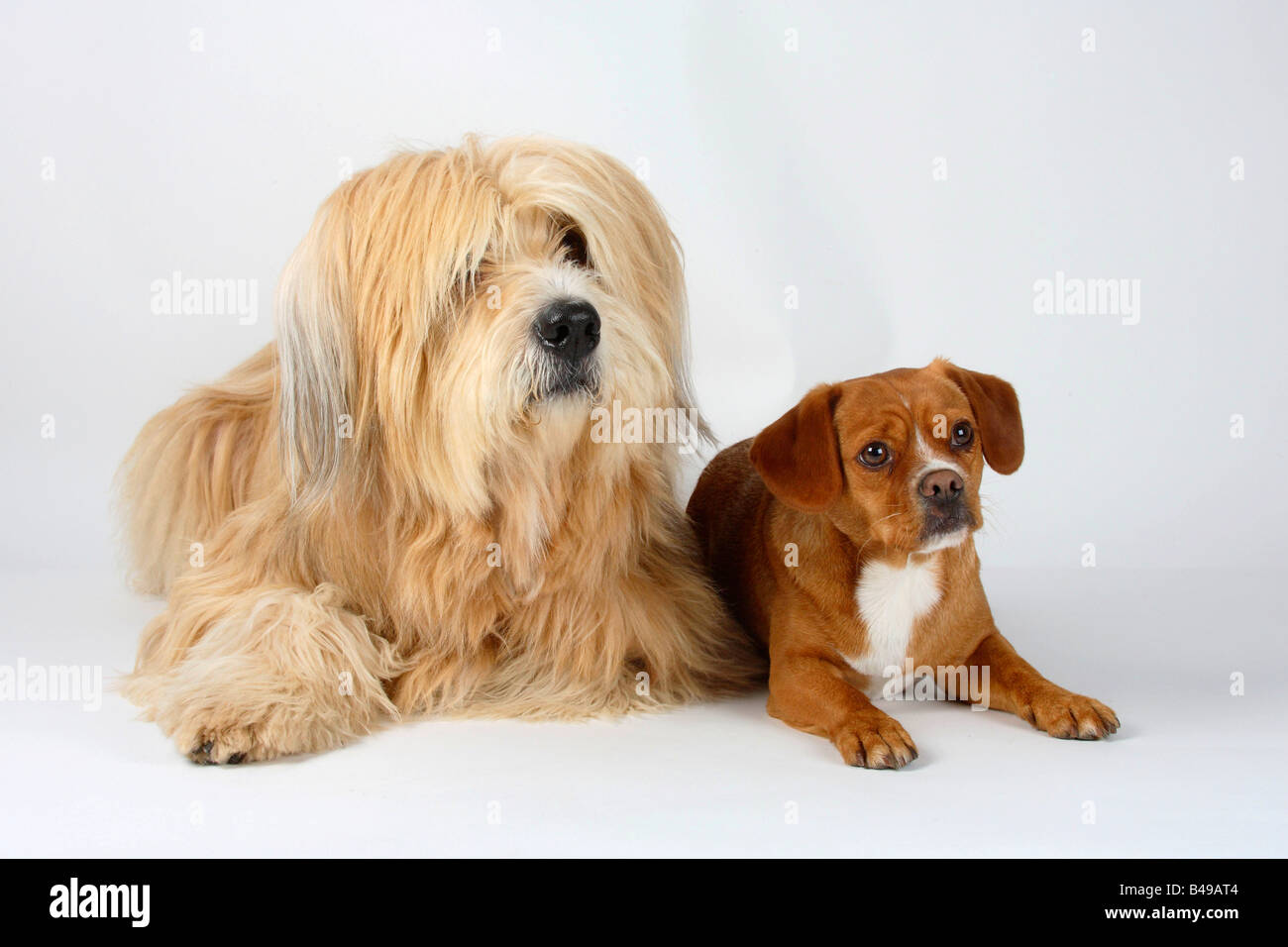 Les chiens de race mixte Banque D'Images