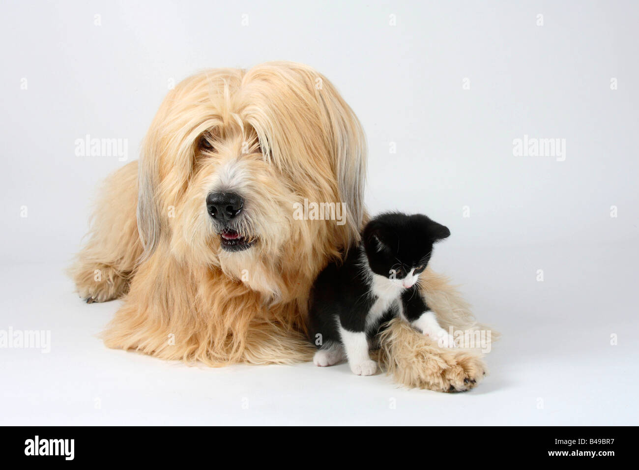 Dog et chat domestique chaton 8 semaines Banque D'Images