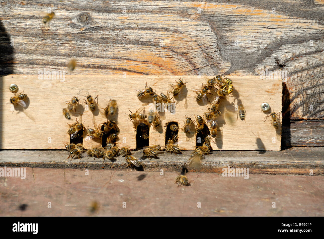 Stock photo d'abeilles à miel l'extérieur de l'entrée de leur ruche certains des abeilles sont Garder les ruches contre les guêpes Banque D'Images