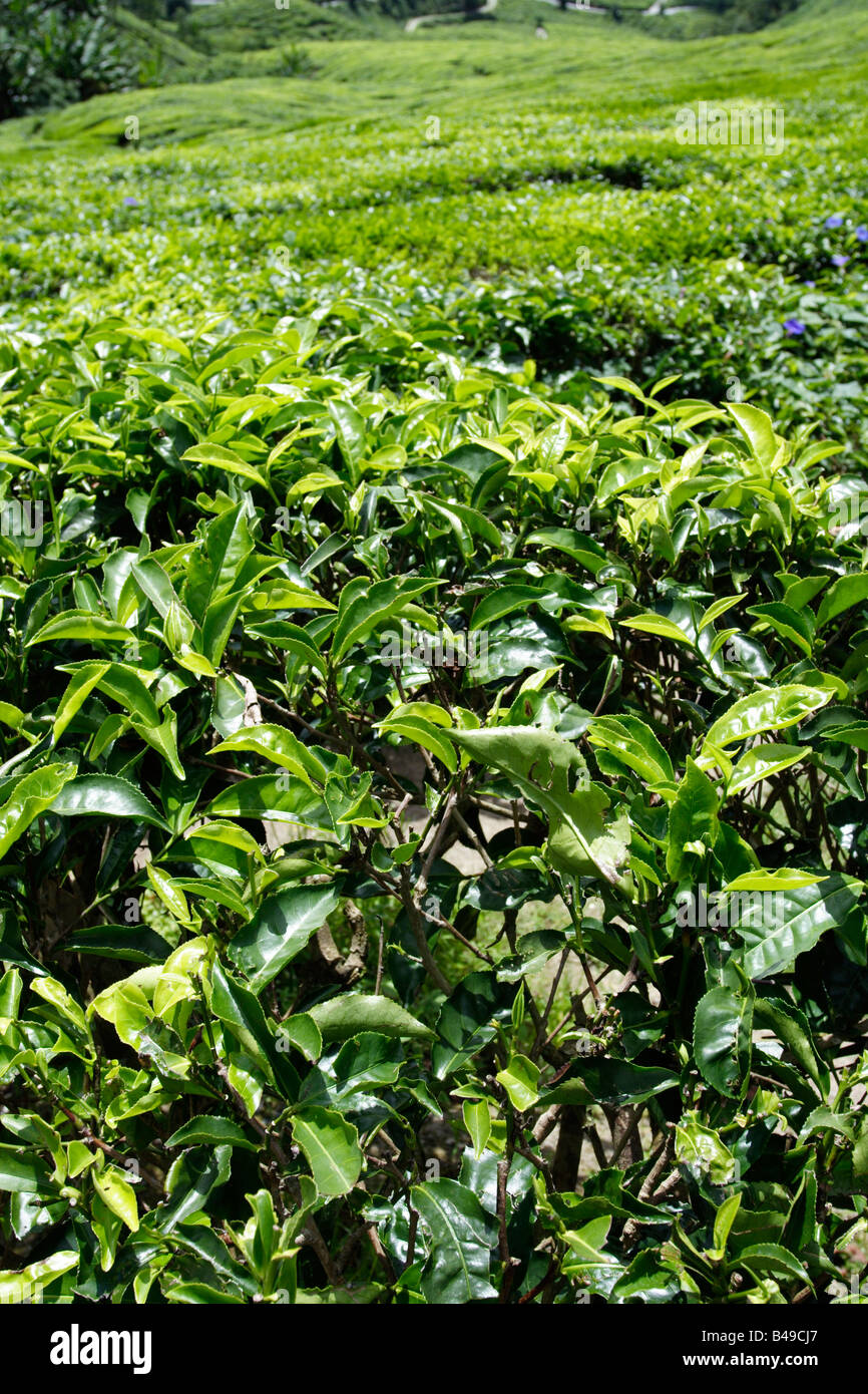 Usine de Thé Camellia sinensis à Cameron Highland en Malaisie. Banque D'Images