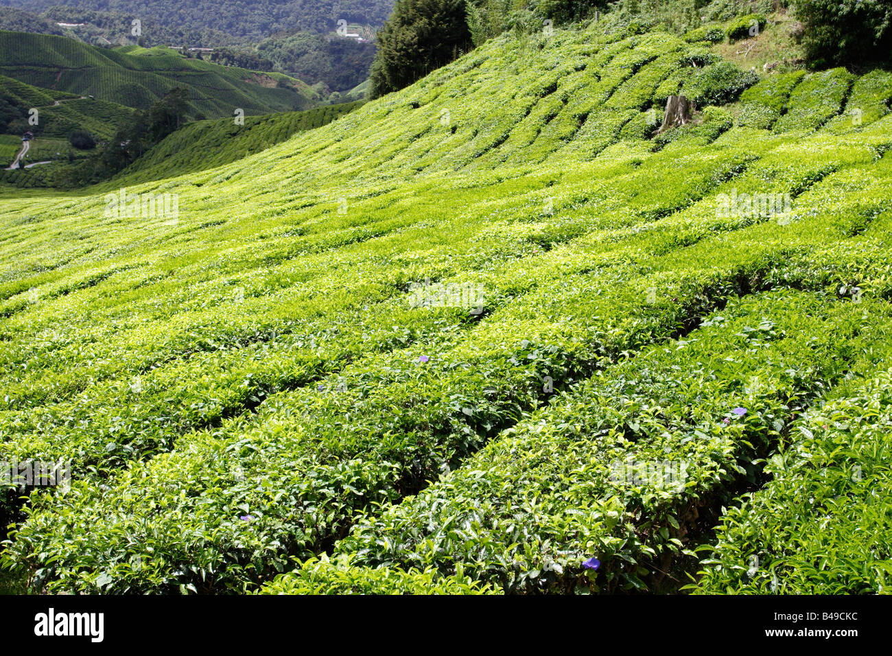 La plantation de thé sur le coteau de Cameron Highland en Malaisie. Banque D'Images