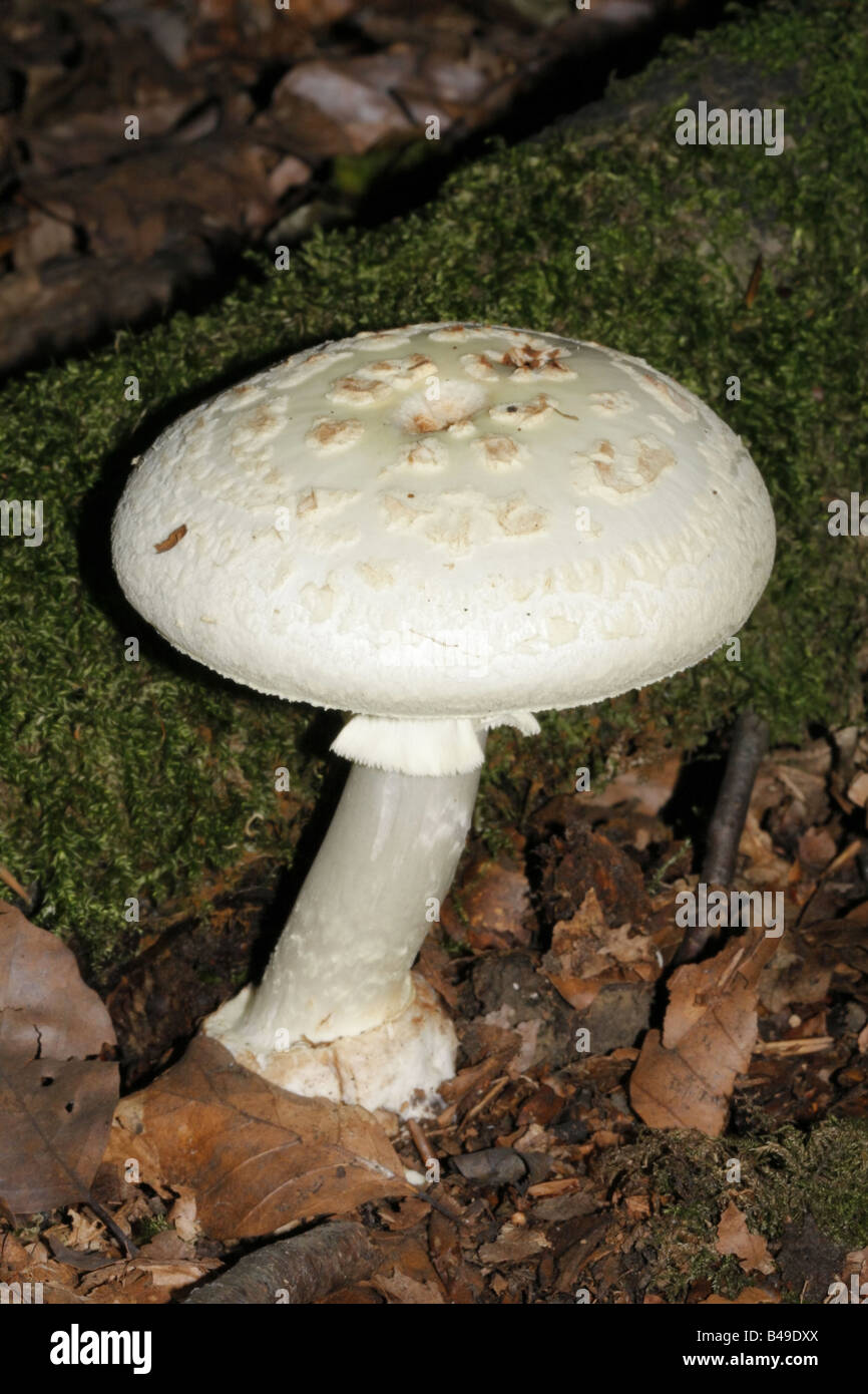 Faux deathcap, amanita citrina Banque D'Images