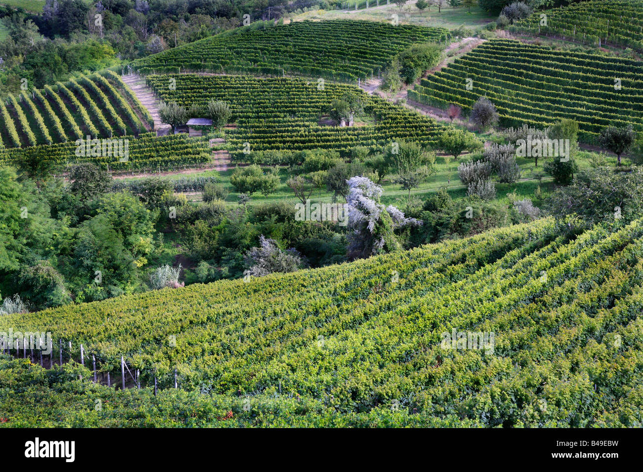 Vignes près de Barolo Piemonte Italie Banque D'Images