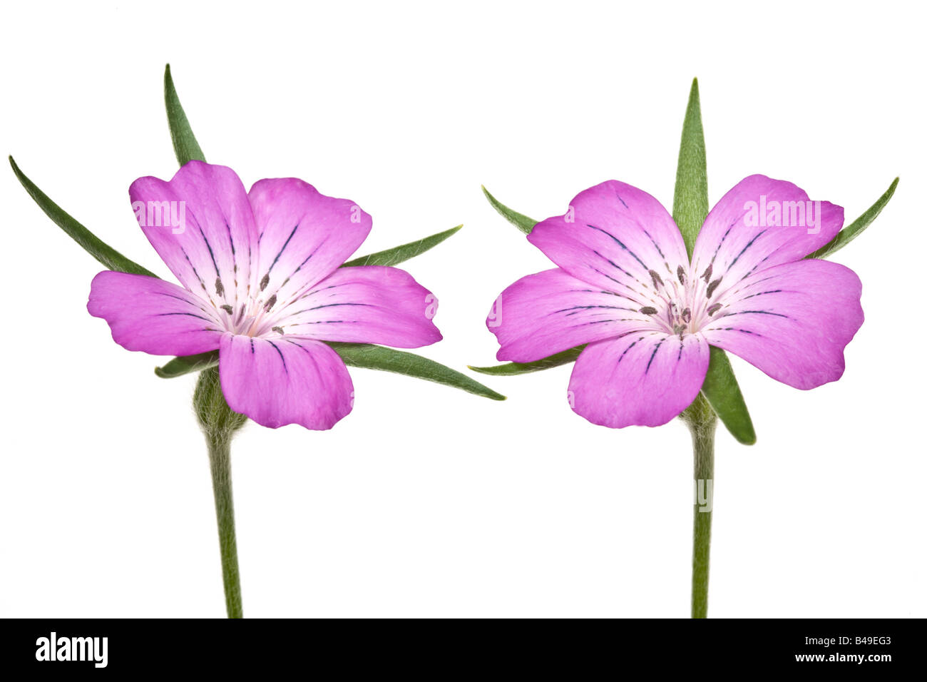 Agrostemma githago Fleur Corncockle commun Banque D'Images