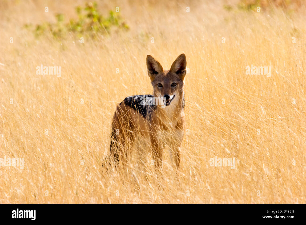Un chacal à dos noir (Canis mesomelas), dans le parc national d'Etosha, Namibie Banque D'Images