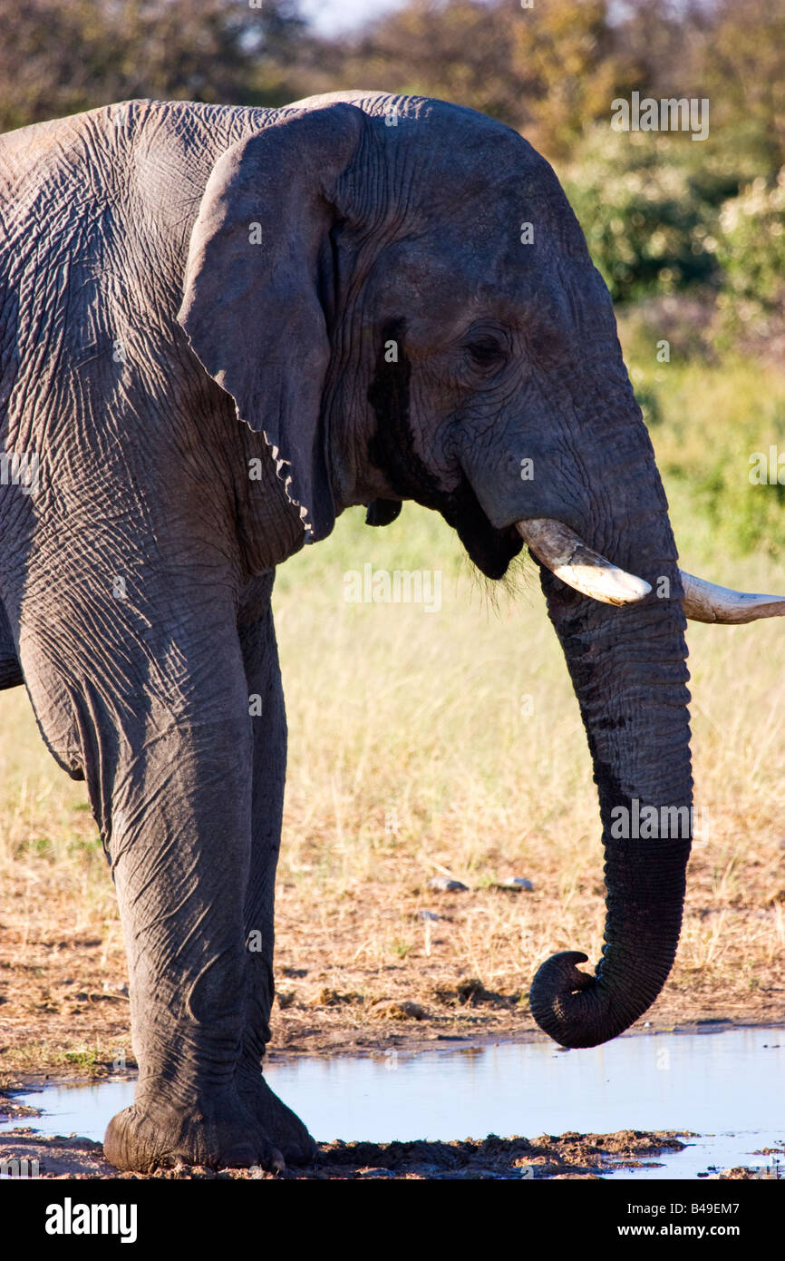 L'éléphant dans le parc national d'Etosha, Namibie Banque D'Images