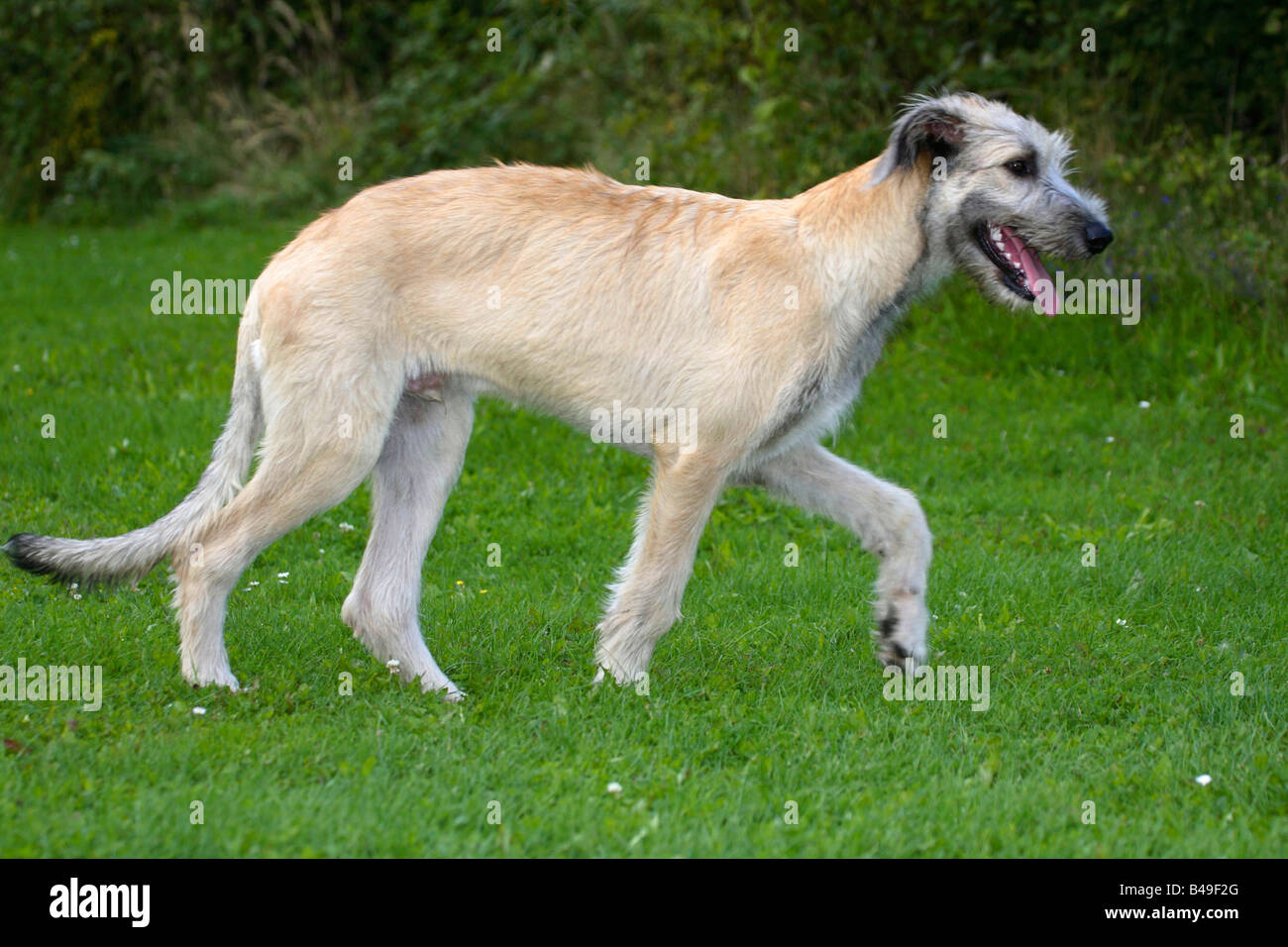 Irish Wolfhound côté 6 mois Banque D'Images