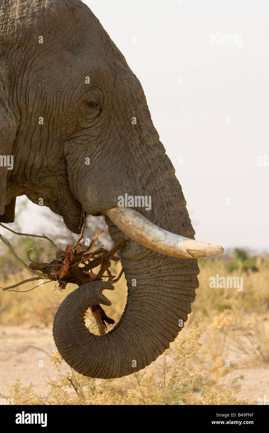 Manger l'éléphant d'Etosha Namibie Banque D'Images
