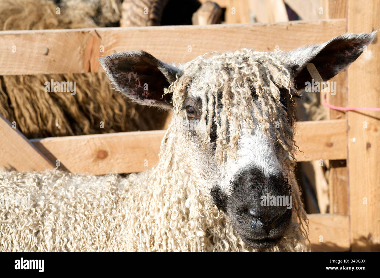 Un mouton Wensleydale sur Masham juste Banque D'Images