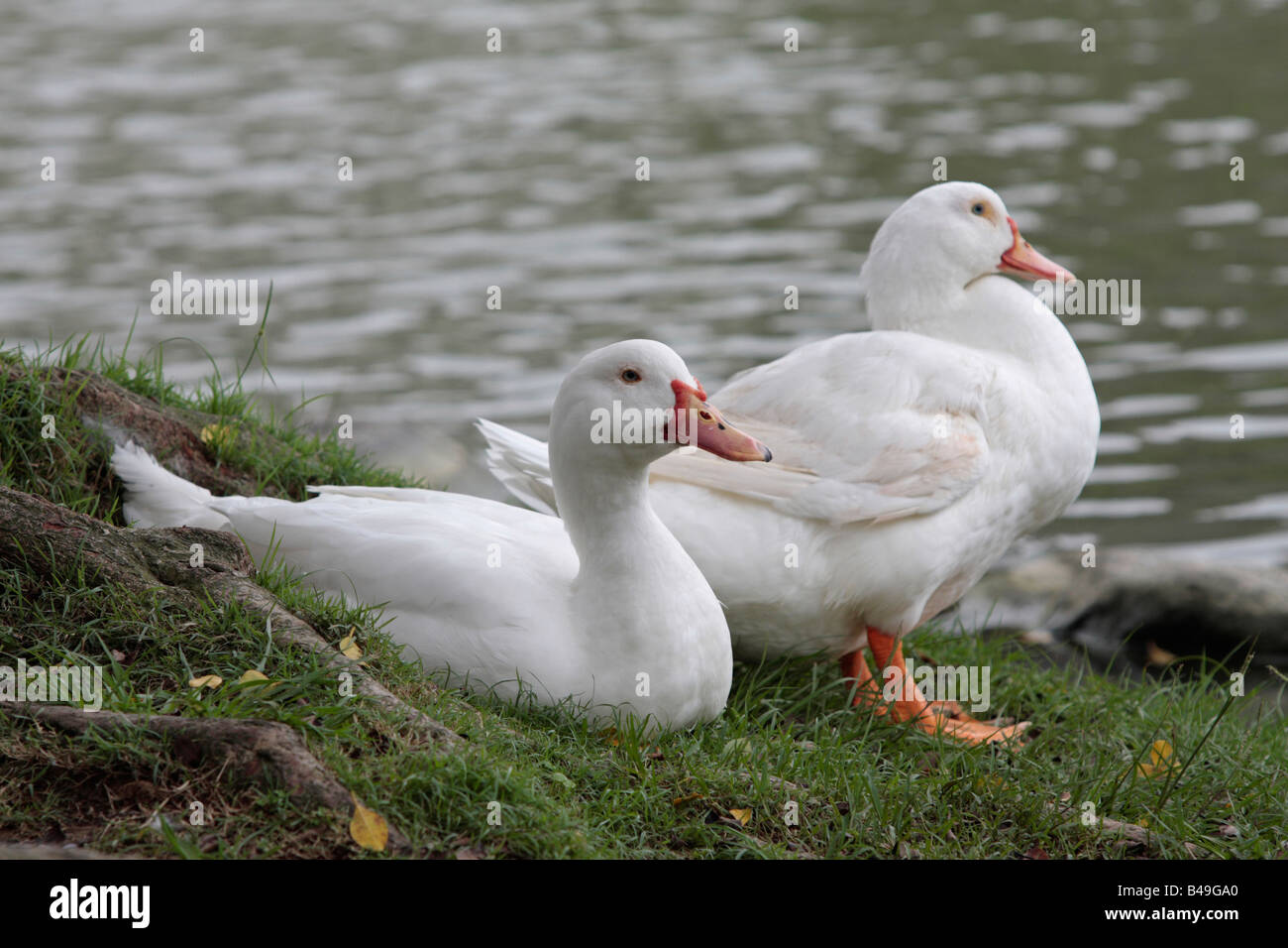 Canard Banque D'Images