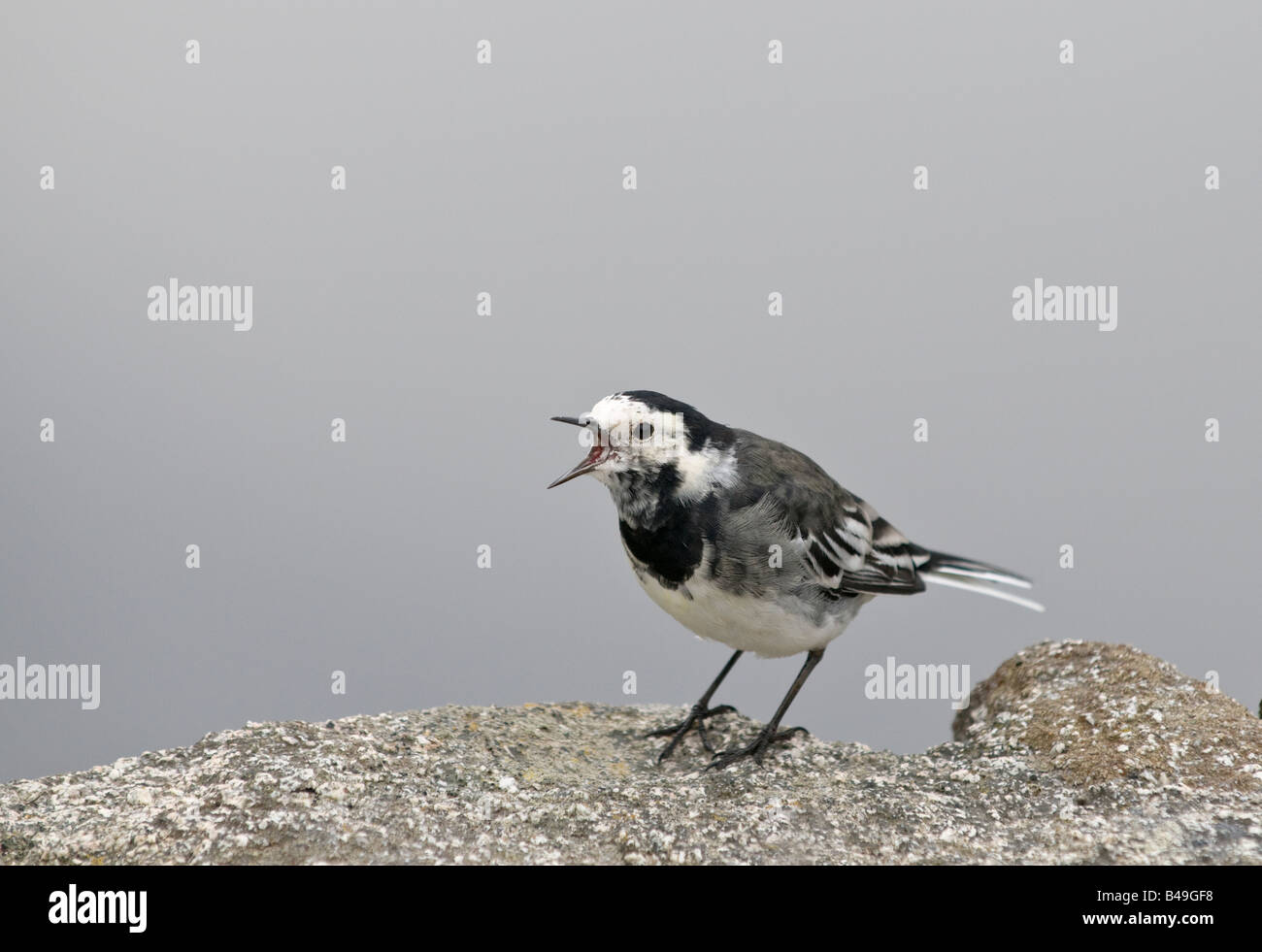 Bergeronnette pie Motacilla alba Banque D'Images