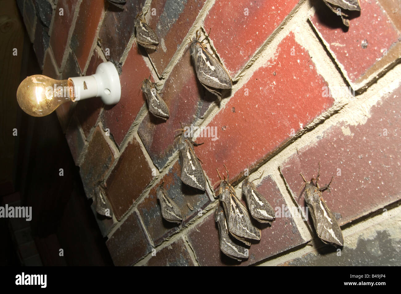 Ils ne sortent que la nuit. Swift Ghost sur les papillons de mur de la maison. Banque D'Images