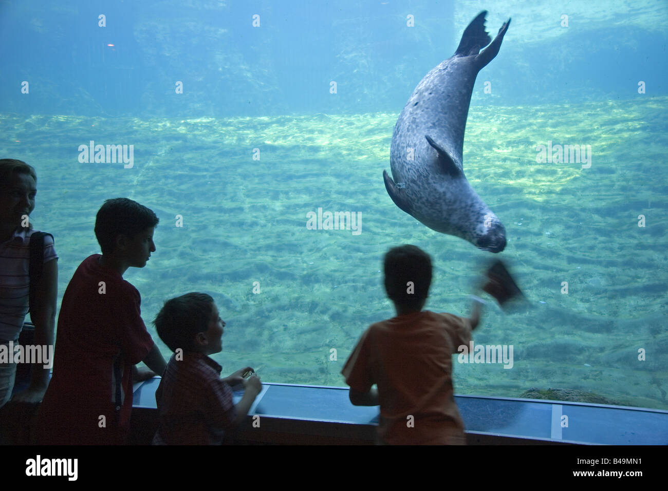 Les enfants regarder un sceau Banque D'Images