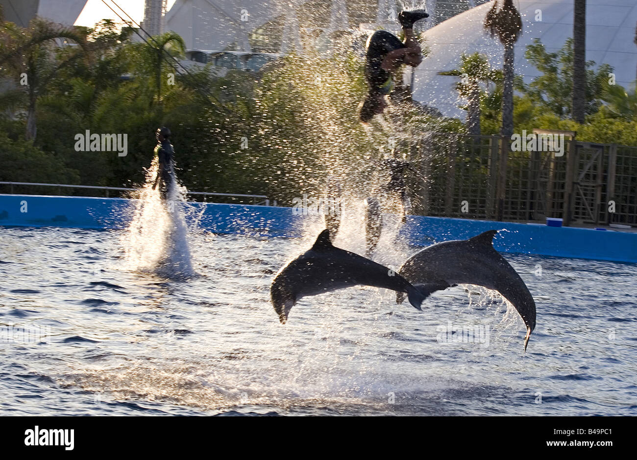 Deux bottlenosed dolphins jumping avec formateur Banque D'Images