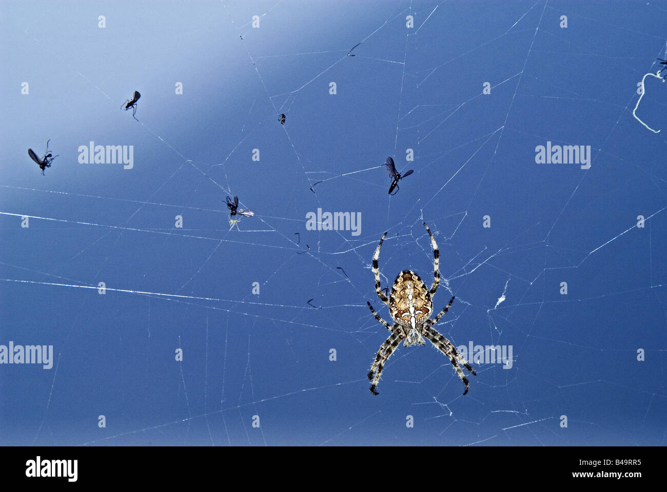 Zoologie / animaux, araignée, araignées, Araneus diadematus Araneus, assis en bas, la distribution : Hémisphère Nord, , Additional-Rights Clearance-Info-Not-Available- Banque D'Images