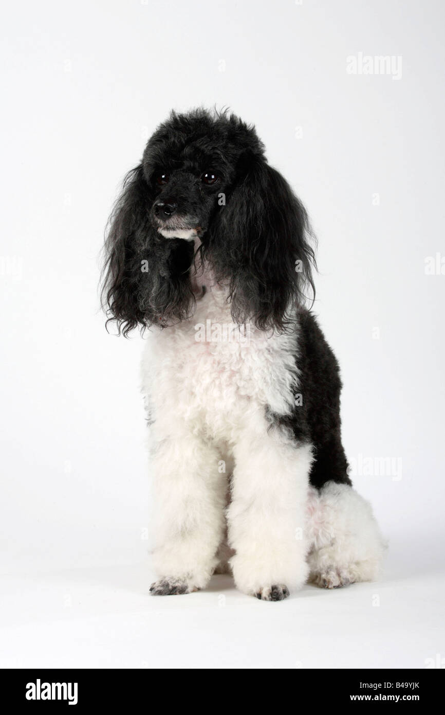 Harlequin caniche miniature Banque D'Images