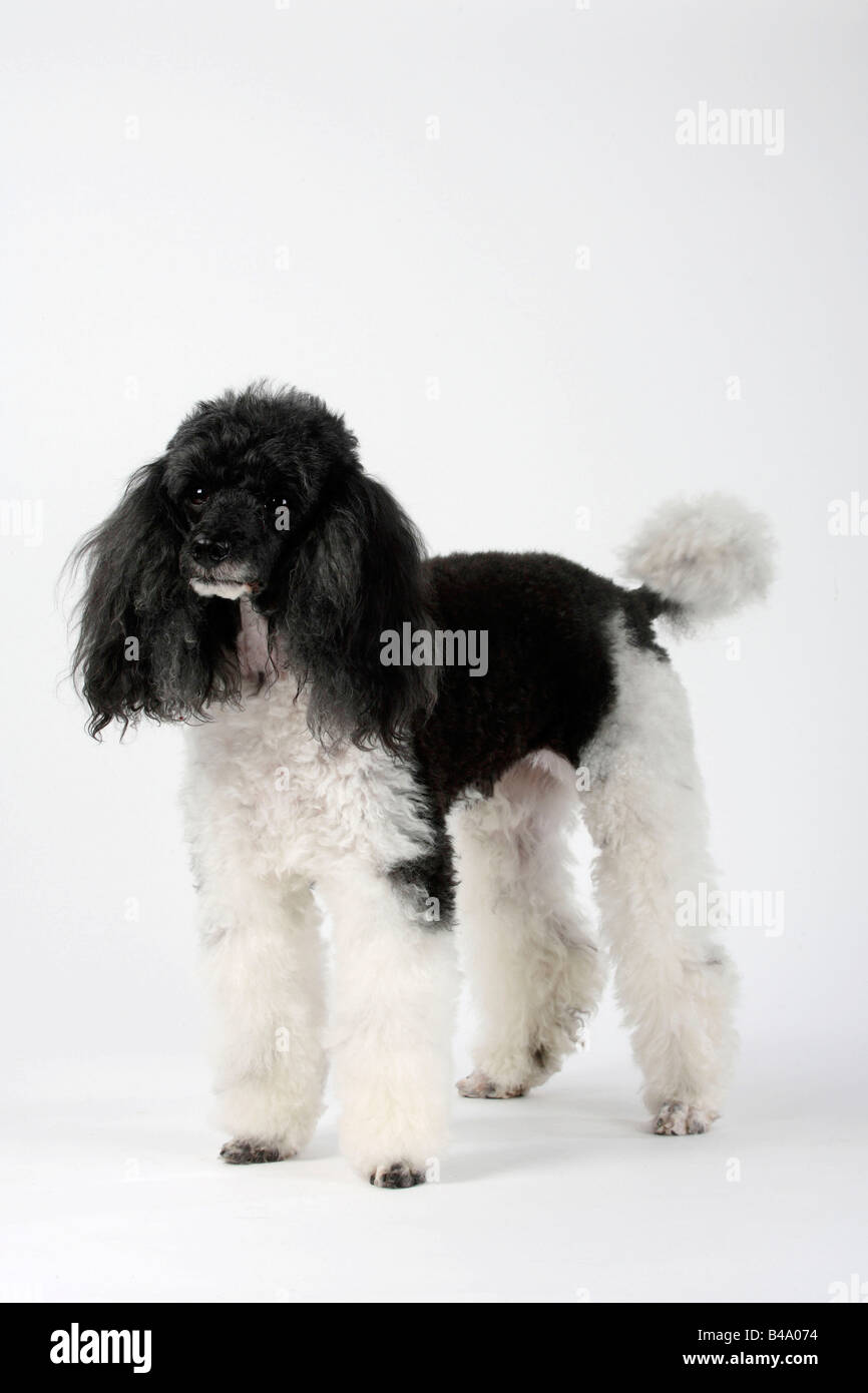 Harlequin caniche miniature Banque D'Images