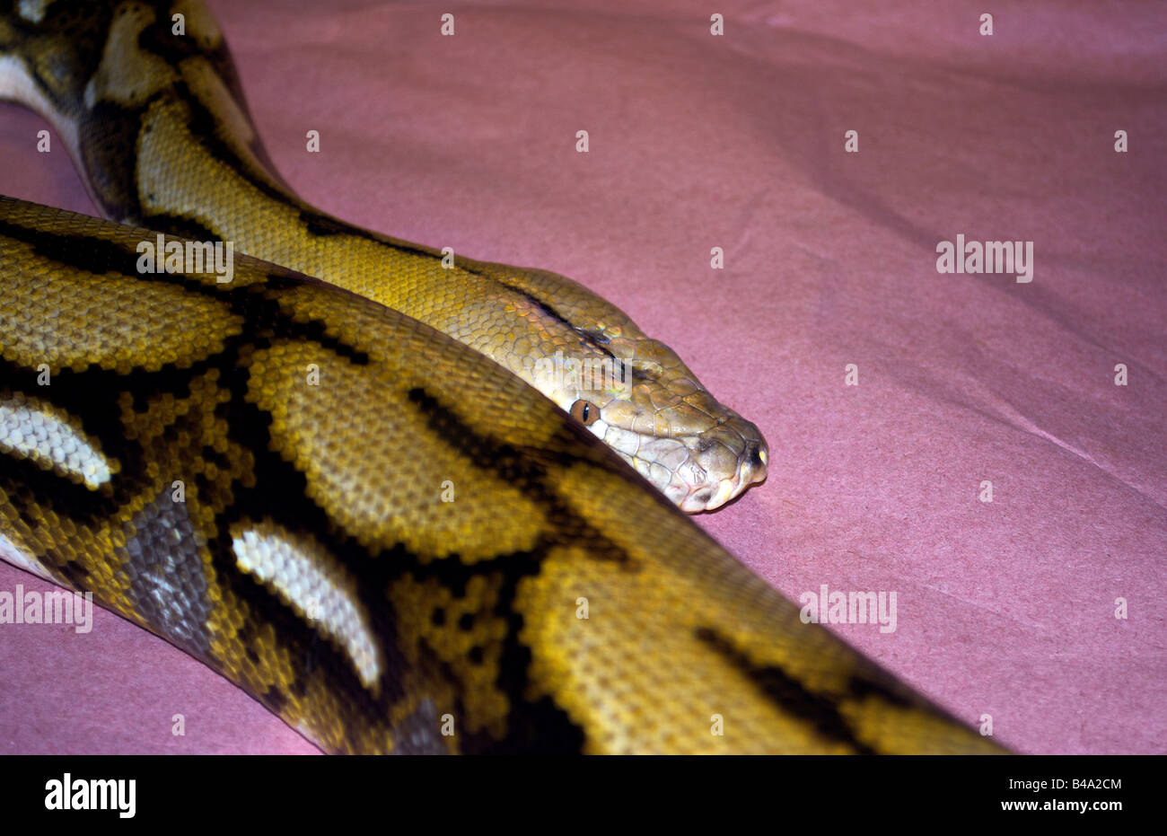 Python Anaconda Serpent adultes Banque D'Images
